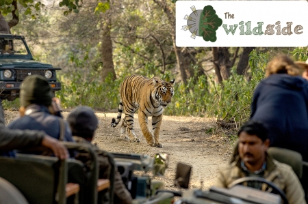 Tiger Safari India | Tiger safari in Gir | Wildlife safari in Gir national park